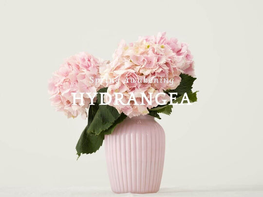 First Bloom – Hydrangea - ACDC Co