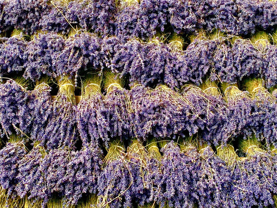 For the Love of Lavender - ACDC Co