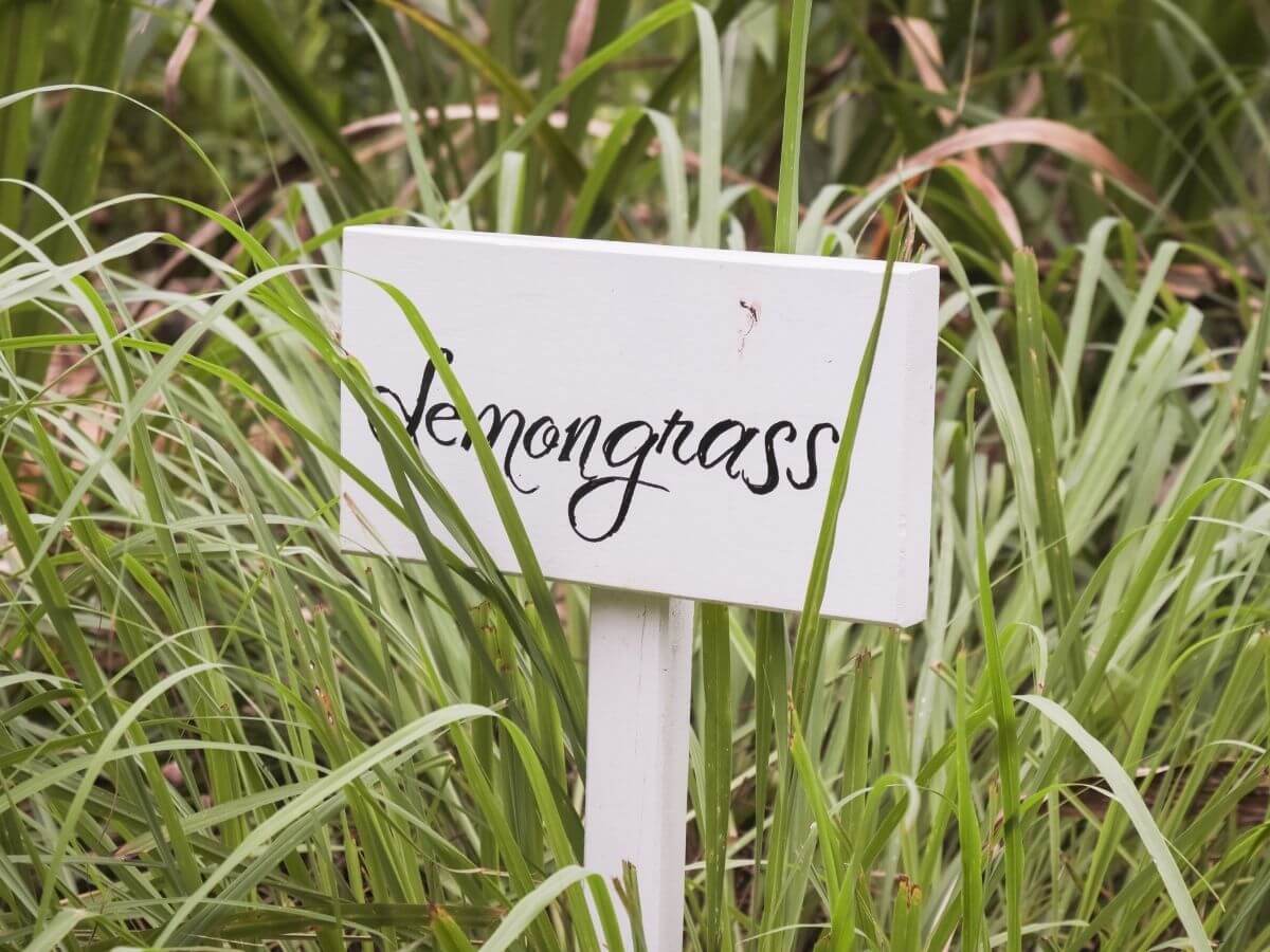 Lemongrass Candle and Diffuser Oils Benefits