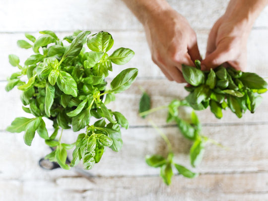 To Pair or Not To Pair... Mint + Basil = Perfection - ACDC Co