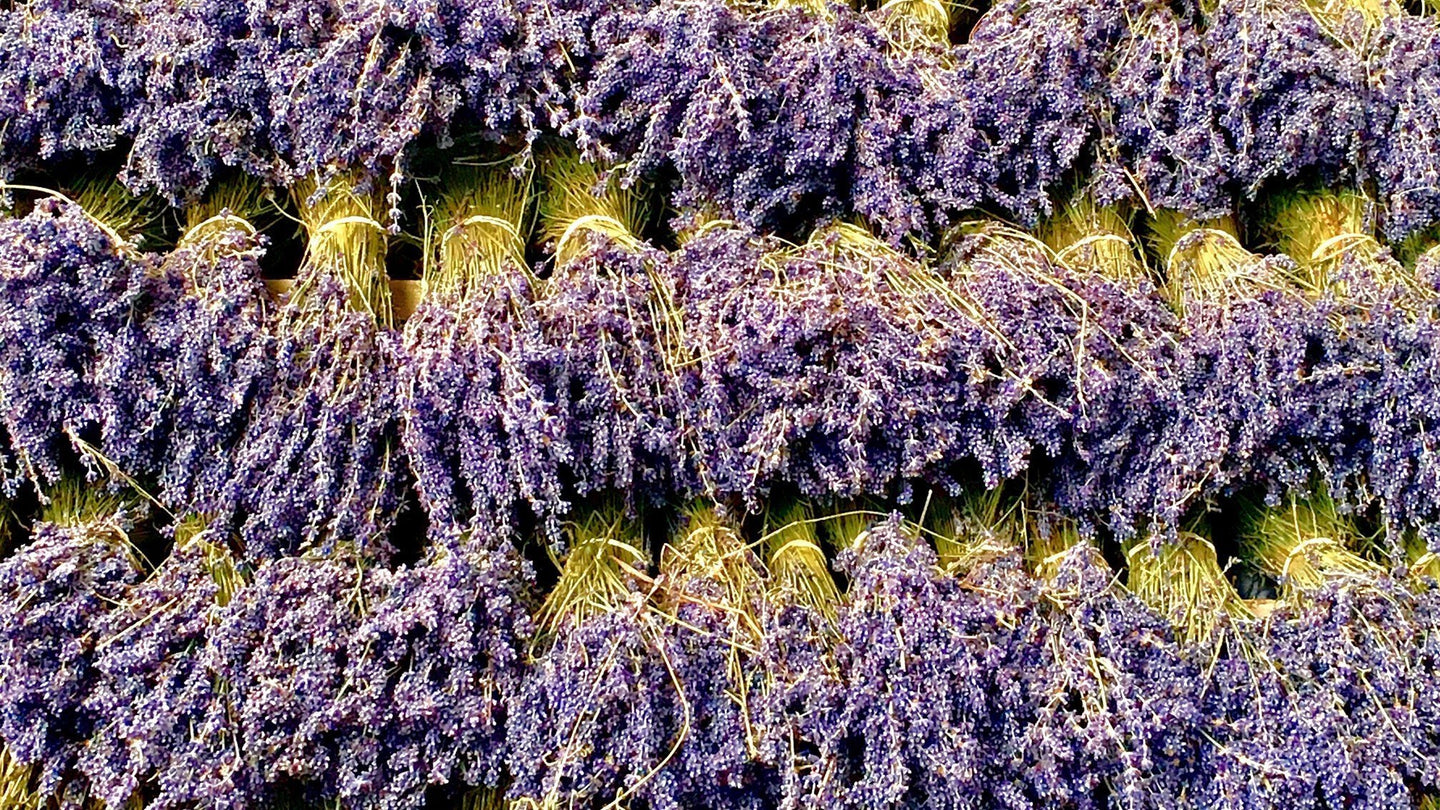 Lavender Fragrances | A C D C