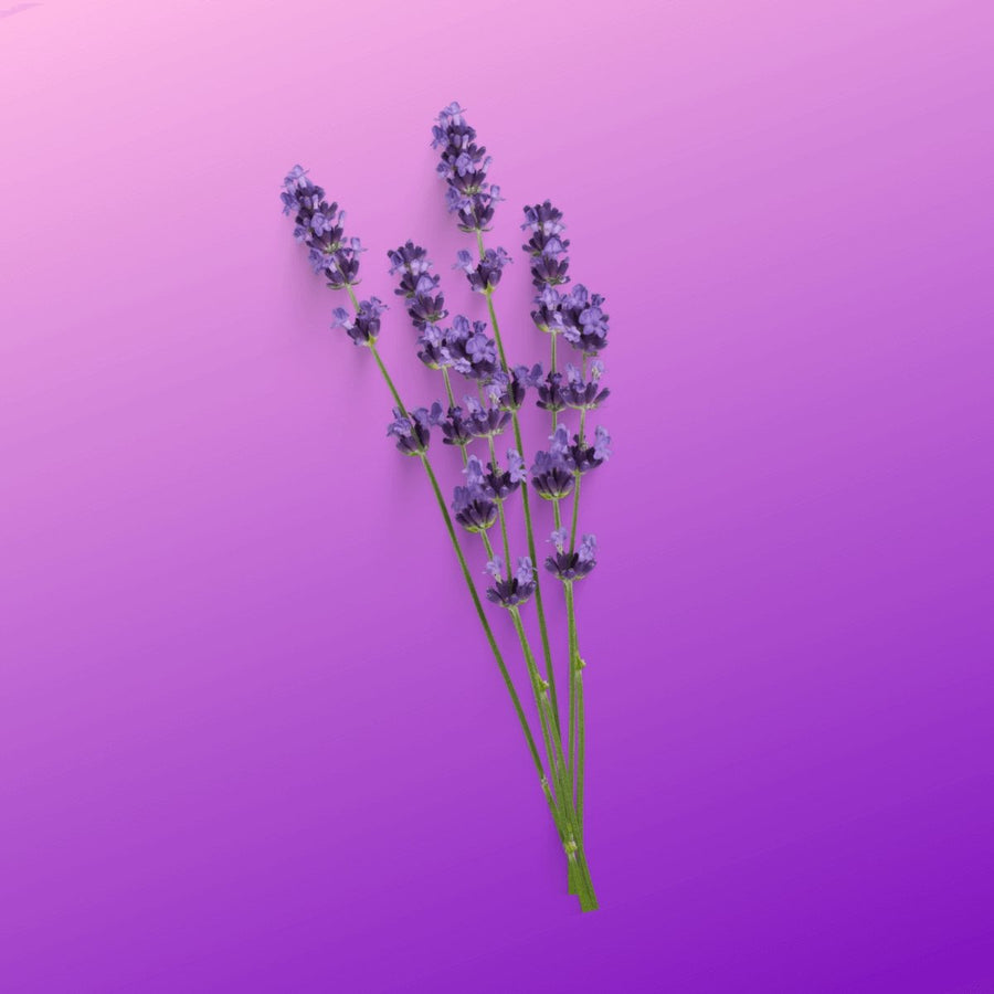 Lavender Bath Fizzer Gift Set - ACDC Co